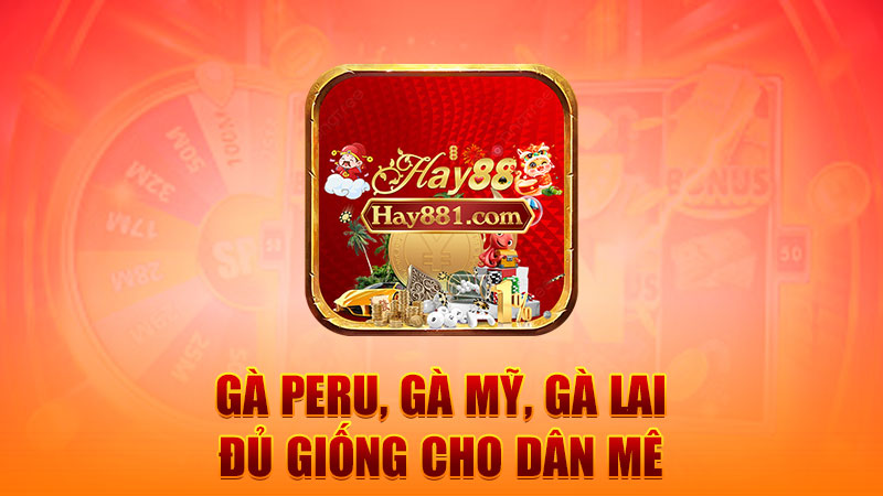 Gà Peru, gà Mỹ, gà lai – đủ giống cho dân mê